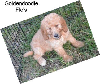 Goldendoodle Flo\'s