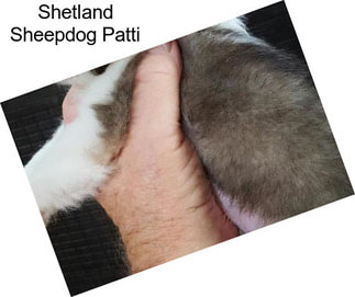 Shetland Sheepdog Patti