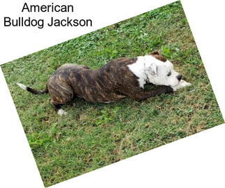 American Bulldog Jackson