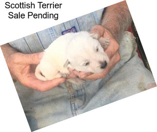 Scottish Terrier Sale Pending