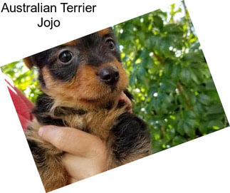 Australian Terrier Jojo