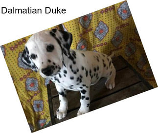 Dalmatian Duke