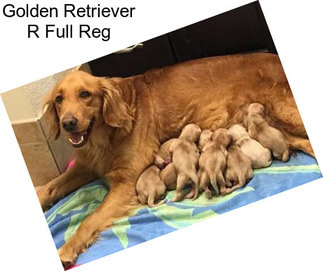 Golden Retriever R Full Reg