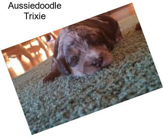 Aussiedoodle Trixie