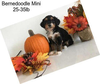 Bernedoodle Mini 25-35lb