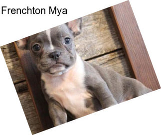 Frenchton Mya