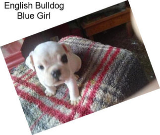 English Bulldog Blue Girl