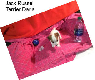 Jack Russell Terrier Darla