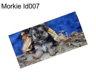 Morkie Id007