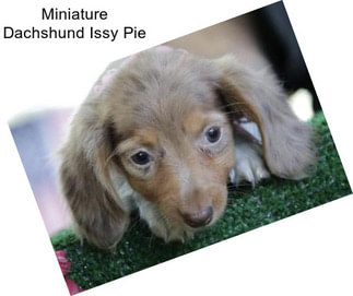 Miniature Dachshund Issy Pie