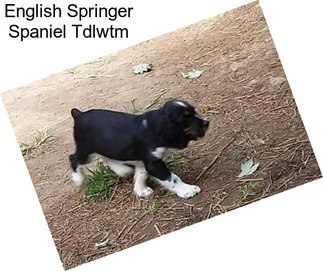 English Springer Spaniel Tdlwtm