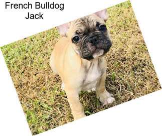 French Bulldog Jack