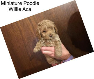 Miniature Poodle Willie Aca