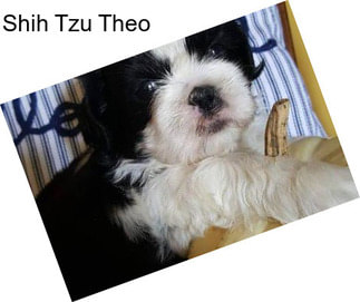 Shih Tzu Theo