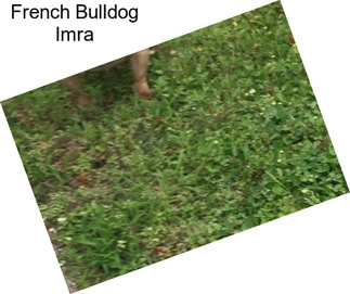 French Bulldog Imra