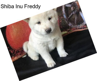 Shiba Inu Freddy