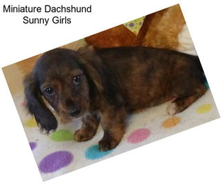 Miniature Dachshund Sunny Girls