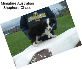 Miniature Australian Shepherd Chase