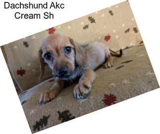 Dachshund Akc Cream Sh