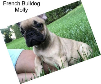 French Bulldog Molly