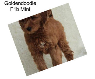 Goldendoodle F1b Mini