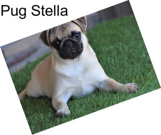 Pug Stella