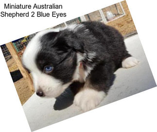 Miniature Australian Shepherd 2 Blue Eyes
