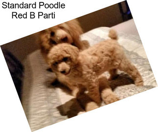 Standard Poodle Red B Parti