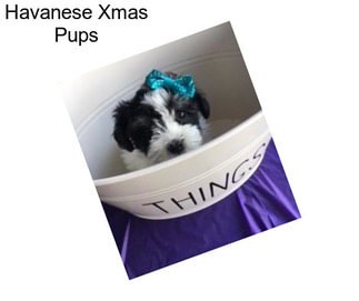 Havanese Xmas Pups