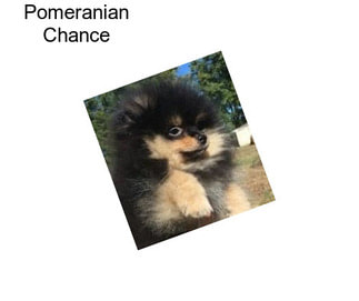 Pomeranian Chance