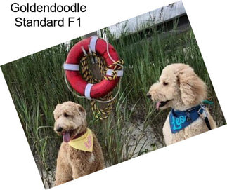 Goldendoodle Standard F1