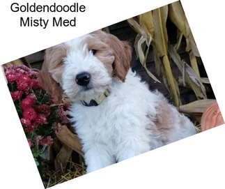 Goldendoodle Misty Med