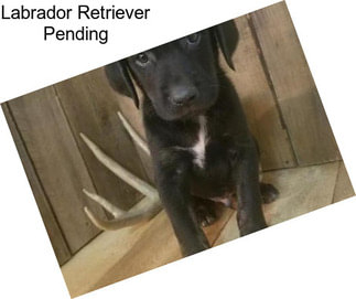 Labrador Retriever Pending