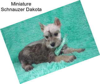 Miniature Schnauzer Dakota