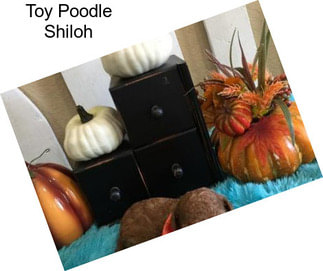 Toy Poodle Shiloh