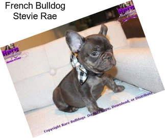 French Bulldog Stevie Rae