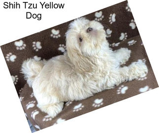 Shih Tzu Yellow Dog