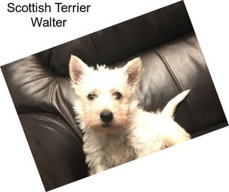Scottish Terrier Walter