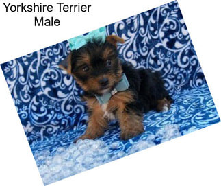 Yorkshire Terrier Male