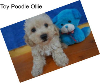 Toy Poodle Ollie
