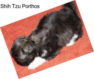 Shih Tzu Porthos