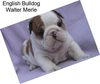 English Bulldog Walter Merle