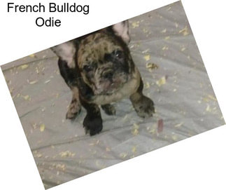 French Bulldog Odie