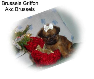 Brussels Griffon Akc Brussels