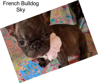 French Bulldog Sky