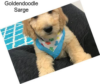 Goldendoodle Sarge