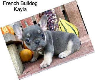 French Bulldog Kayla