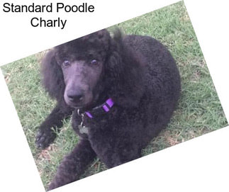 Standard Poodle Charly