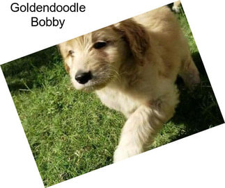 Goldendoodle Bobby