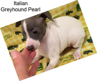 Italian Greyhound Pearl